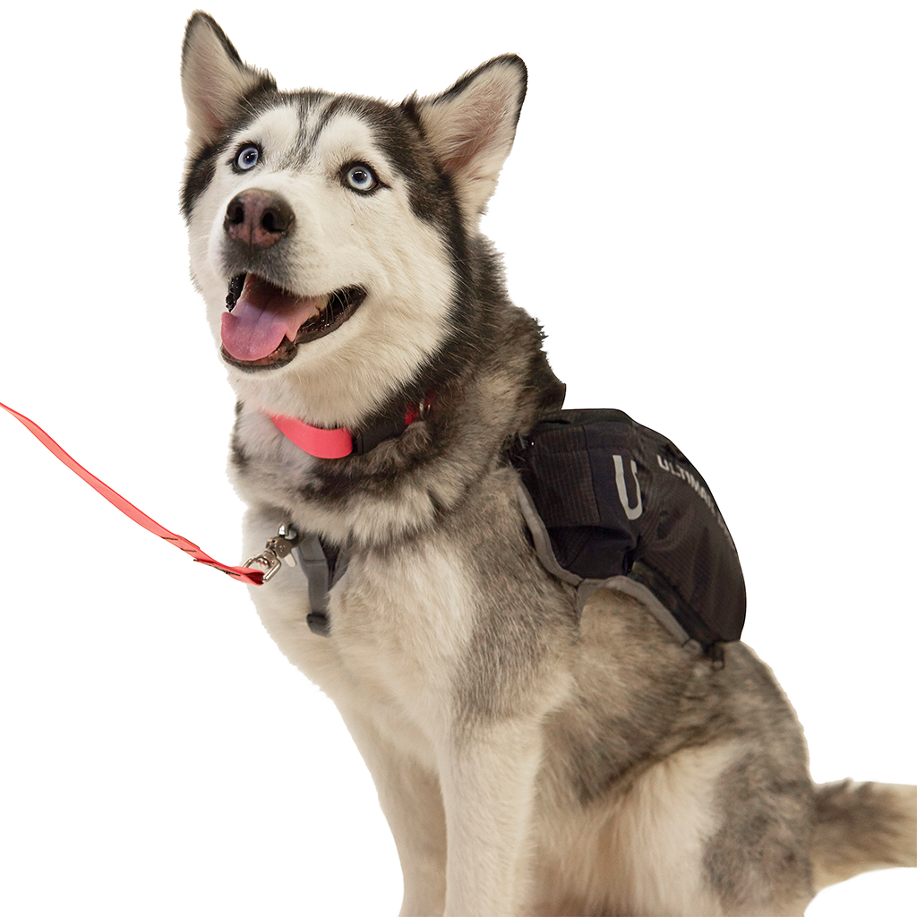 Ultimate Direction Dog Vest